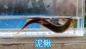 瓜蟾吃泥鳅吗