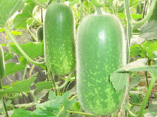 吃瓜莒县,吃瓜群众的美食之旅