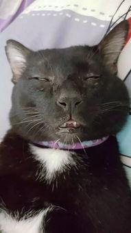 带你吃瓜丑猫,带你领略“带你吃瓜丑猫”的独特魅力