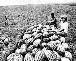 西安中介吃瓜,一场吃瓜群众的围观盛宴