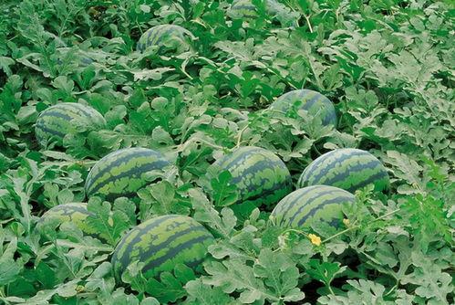 石狮吃瓜群,揭秘网络社交圈的趣味与争议