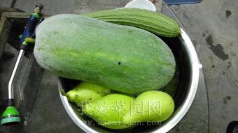 在学校吃整个瓜,共享甜蜜时光