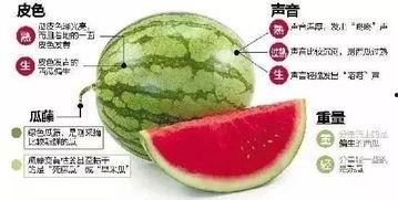 微信吃瓜教程,轻松掌握瓜圈秘籍，畅游社交海洋