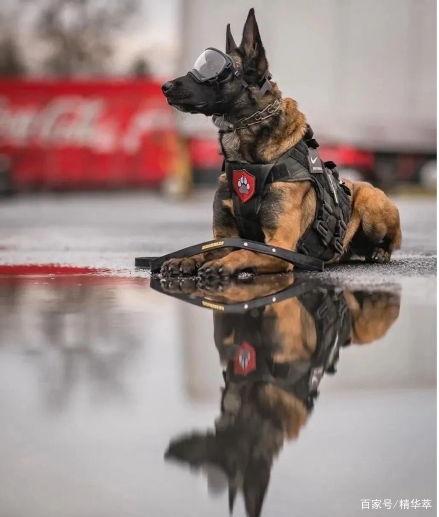 警犬2在线吃瓜,在线吃瓜，揭秘警界风云