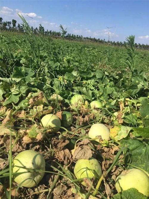 随时吃瓜的地方,尽享瓜界盛宴