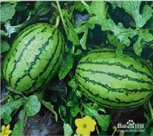 福建吃瓜,夏日消暑新风尚