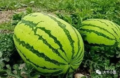 瓣吃瓜,揭秘娱乐圈背后的那些事儿