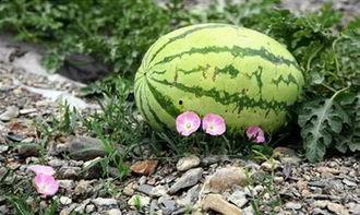 苏州疫情吃瓜视频