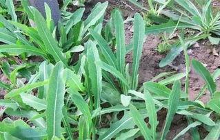 瓜婆娘吃野菜,探寻乡村美食的绿色秘籍