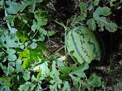 悉尼有瓜吃没,瓜果飘香，尽享悠闲时光