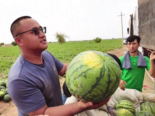 威马吃瓜,揭秘娱乐圈的甜蜜与苦涩